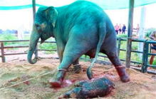 大象产下小象后做出这事,饲养员看后急了 站起来的小象这反应