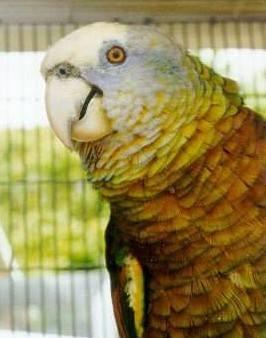 宠物图集 圣文生亚马逊鹦鹉