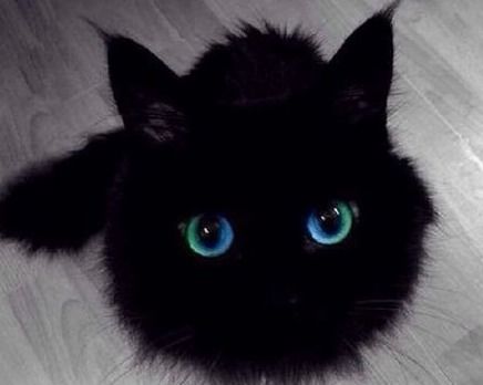 猫趣 养一只黑猫是种怎样的体验 铲屎官还请擦亮眼睛,否则容易出现幻觉