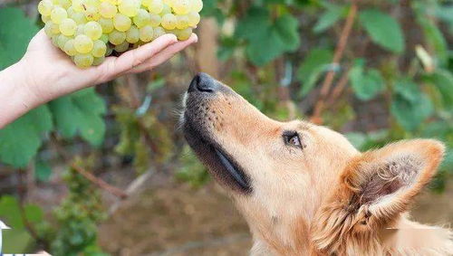 为什么狗不能吃葡萄 答案是...