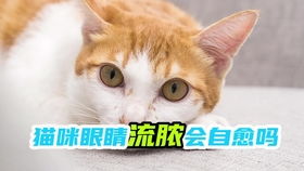 猫咪眼睛发炎会自愈吗