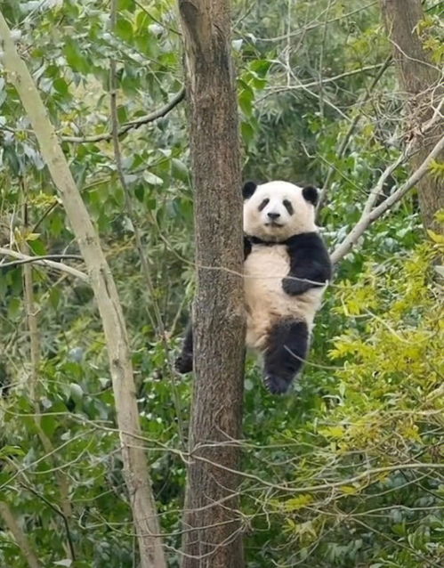 科学科普分享 是你们的心上熊吗 