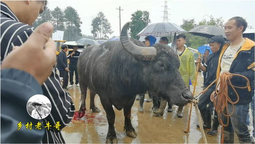 牛腳筋受傷多久才能好  第1張