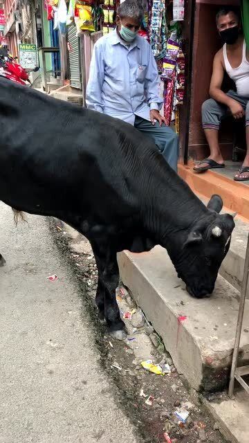 在尼泊尔大部分人不吃牛肉,而且牛来到谁家门口都要拿出最好的食物供养它 