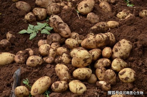 大棚土豆抗重茬用什么叶面肥 土豆烂根病冲施什么肥料 土豆根腐病用什么肥料