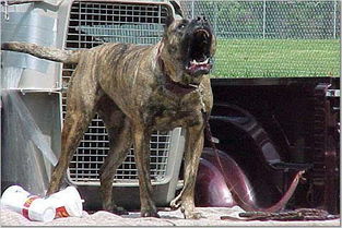 世界最凶猛的14种猛犬 