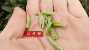 信阳毛尖明前茶和雨前茶的区别-图2