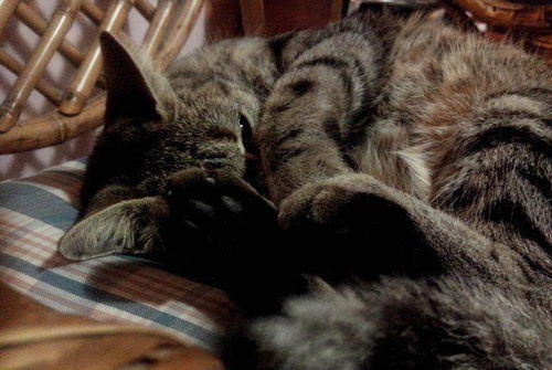 为什么猫在睡觉时喜欢用爪子盖住自己的头