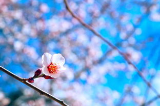 桃花盛开的季节,送你最美的桃花诗词