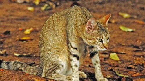 非洲野猫跳跃的高度竟能捕捉一只会飞的鸟,可怜的鸟成了点心 