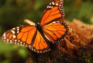 蝴蝶的品种（世界上第一漂亮的蝴蝶）