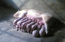 母猪的产后护理方法