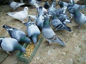 鸽子什么情况下不能饲喂保健砂,鸽子保健砂正确喂法