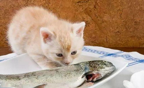 从出生就跟人生活在一起的猫,它到底知不知道自己是猫咪呢