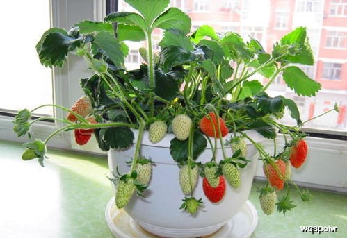 草莓怎么施肥和浇水,盆栽草莓几天浇一次水？