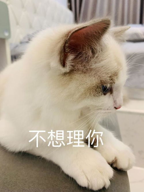 养猫，布偶猫是最佳选择吗