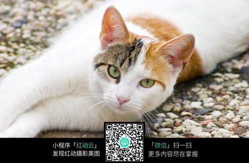躺在地上的可爱小猫图片免费下载 编号5074358 红动网 