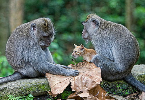 印度猴子收养一只流浪小狗 动物界的温情 