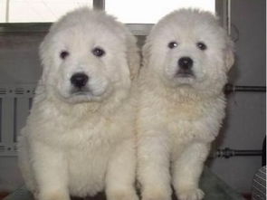 图 西安本地犬舍出售2个多月的,大白熊,血统纯种,保证健康 西安宠物狗 