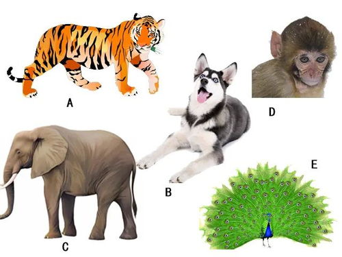 心理测试 选择一个动物带出森林,看看你心目中最重要的人是谁