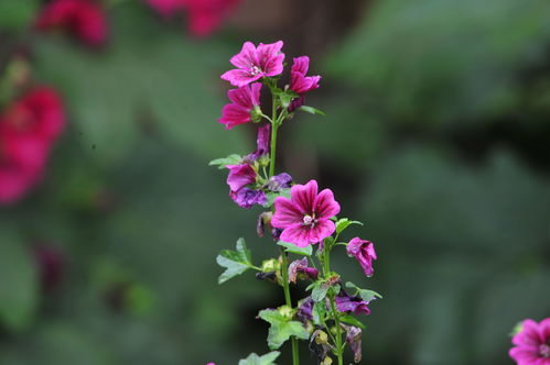 花卉大全图片及名称花名,花卉大全500种图片