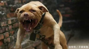 世界上最凶的狗狗没有之一, 个头不大, 在狗界横行无阻 