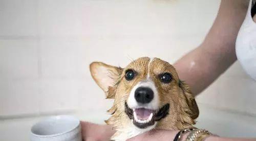 给宠物狗洗澡的时候,主人应该注意哪些细节 不能用人类沐浴露