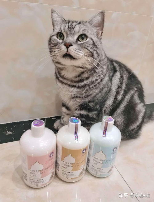 给猫洗澡的必备用品有哪些 沐浴露怎么选择 