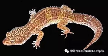 Eublepharis斑睑虎属,豹纹守宫Leopard gecko 的全家福 