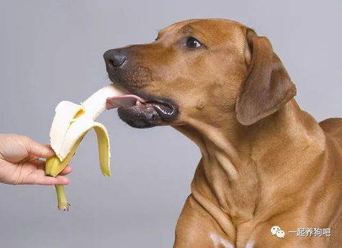 狗狗能吃的 人类食物 到底有哪些 不知道的,看过来