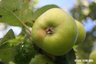 做梦梦到梨树上很多成熟的梨子和苹果树(梦见梨树长满梨子)