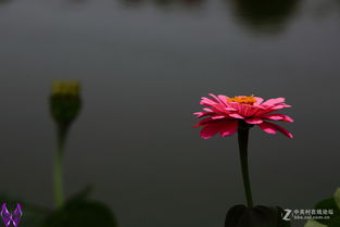 一花独放不是春的下一句是什么