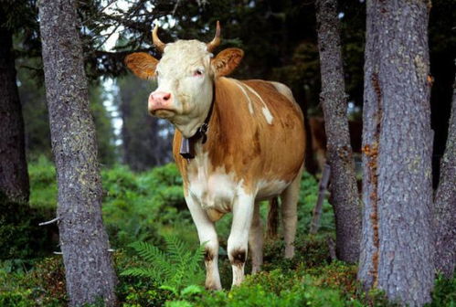 1973年 生肖牛 的一生运势,47岁后该何去何从 一切皆是命