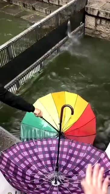 在这个地方抓鱼直接放把伞就可以了,鱼绝对想不到它会死在一把伞手里 