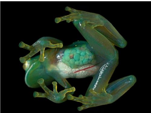 玻璃蛙是保护动物吗(玻璃蛙生活在哪里)