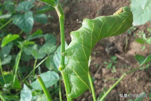 人工养殖豆虫需要准备以下几点