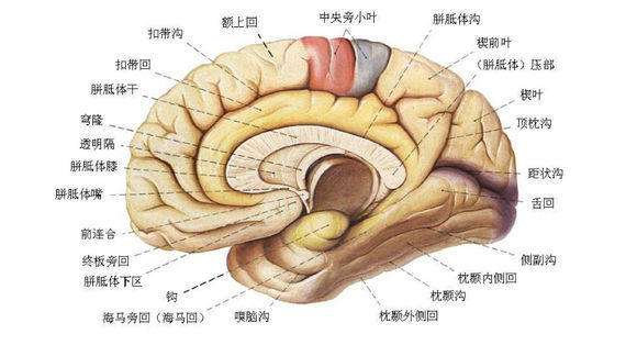 胶质瘤的生存期有多久