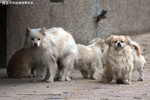 你会不会觉得眼睛红的狗有狂犬病 路遇流浪狗后的错误动作示范