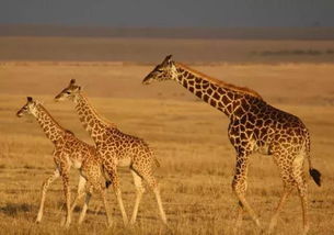 肯尼亚动物大迁徙,一生要见证一次的奇迹 
