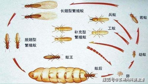 这种带翅膀的大飞虫是白蚁吗 它们入侵住宅该怎样处理