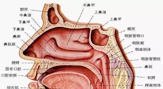 特大好消息 吴江鼻舒堂四周年庆典 鼻炎患者福音来袭 特邀总部专家一对一义诊 