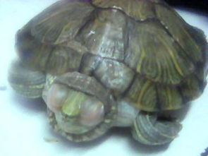 巴西龟冬眠后眼睛睁不开,还不吃东西,好像是得了白眼病 