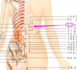 胃仓穴位的准确位置图