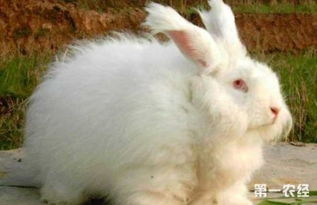 长毛兔怎么养 长毛兔的养殖技术