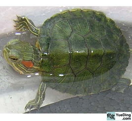 巴西龟的样子是怎样的 