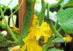 黄瓜种植 探究黄瓜水肥一体化高效栽培的方法 