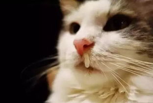 湿鼻子的猫就是健康猫 猫鼻子的秘密你知道多少
