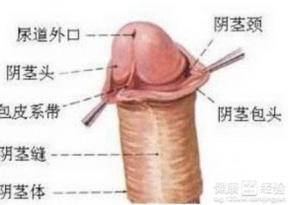 尖状龟头和蘑菇状：控制 锁尿调教