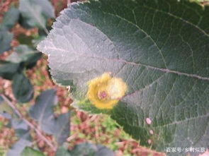 雨后苹果树叶部病菌该怎么处理呢