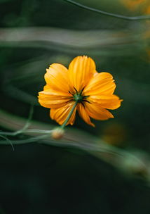 探寻芙蓉古诗的意境之美，芙蓉古诗的意思解释